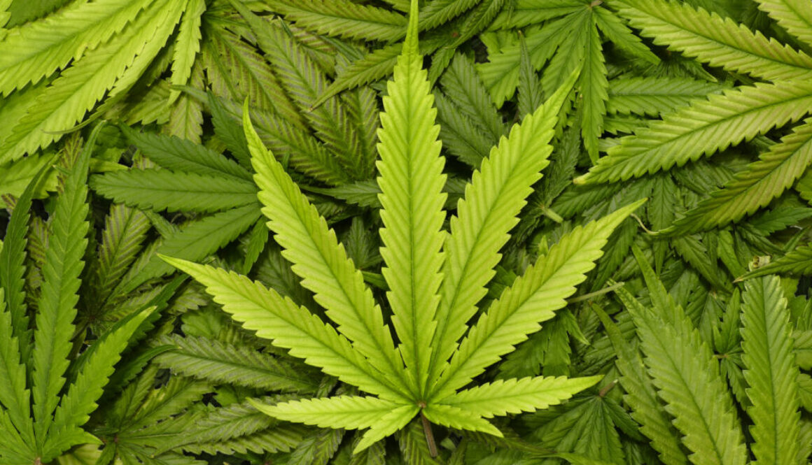 Big Marijuana Leaf Close Up with Texture Background of Cannabis Marijuana Leaves