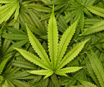 Marijuana Leaves