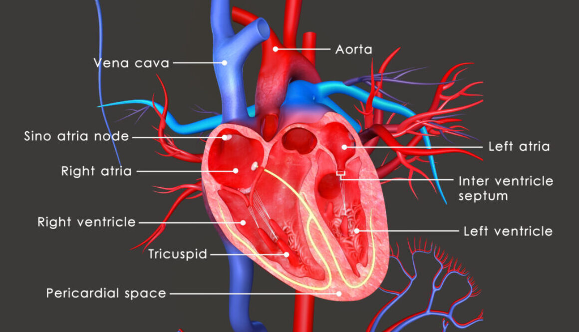 Image of heart hinting at possibilities for heart disease