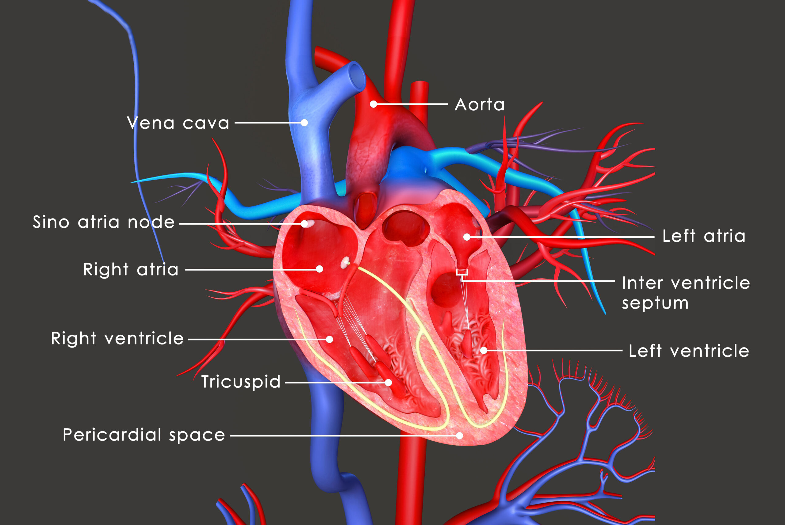 heart-disease-cps-advantage